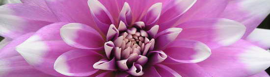 Dahlie lila-weiss aus dem eigenen Garten