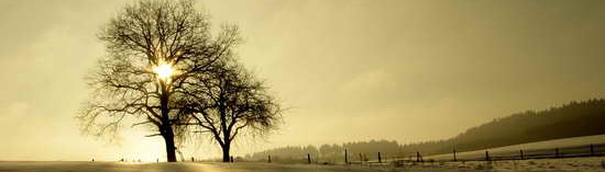 Baum