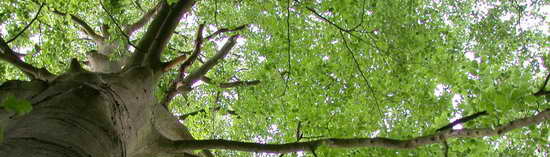 Baum von unten gesehen