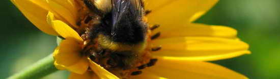 Bild mit Hummel in einer Bluete