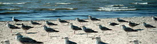 Moewen am Strand
