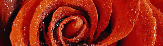 Rosenbluete